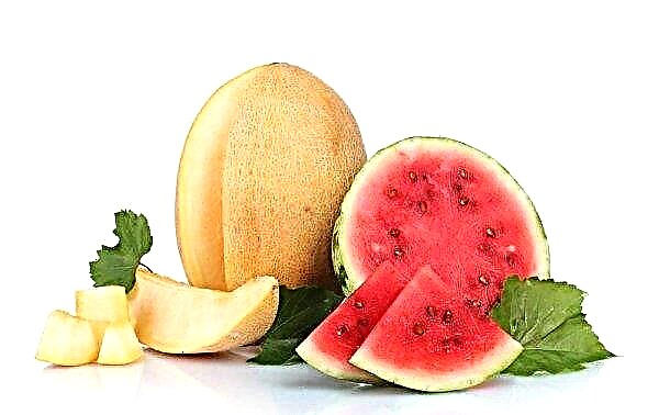 Why is watermelon a berry, but there is no melon? What family do they belong to in terms of botany?