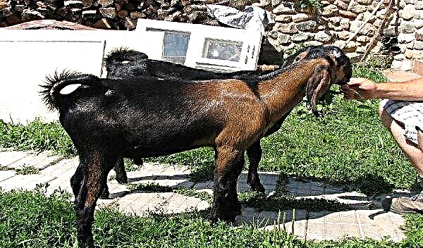 Чеські кози: опис і характеристика породи з фото, розведення і догляд