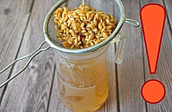 Oats for cleansing the body: how to brew and drink for cleaning at home, how to cook broth and infusion, recipes