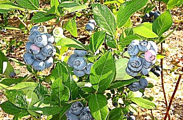 Les meilleures variétés de bleuets pour la région de Leningrad avec une photo et une description, l'agriculture agricole