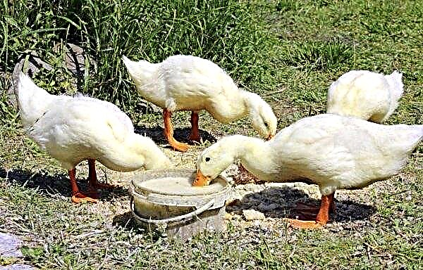 Is it possible to feed the bread of domestic ducks: black, white, with mold