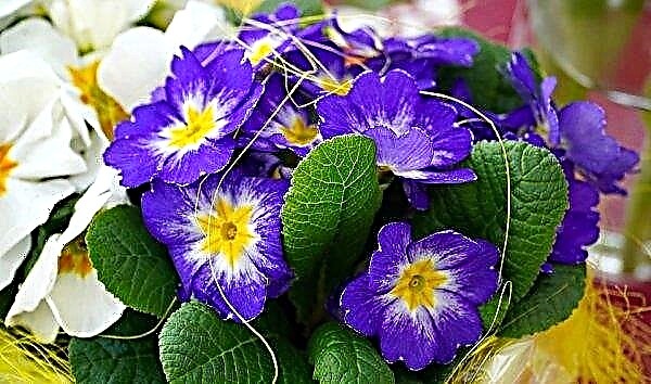 Tired of tulips, primrose and hyacinths? Plant primroses!