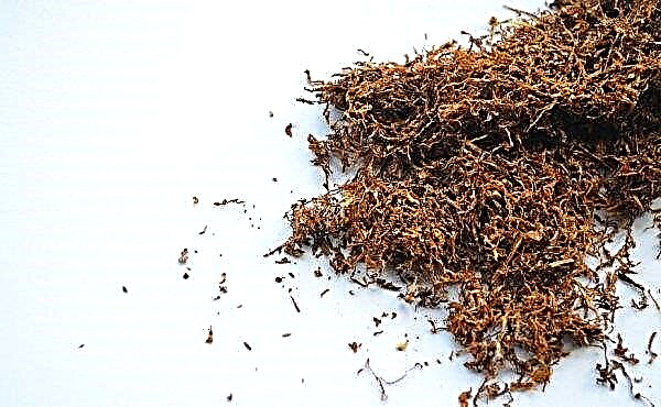 Cara mengisar tembakau di rumah: cara utama untuk menyediakan daun tembakau dengan betul