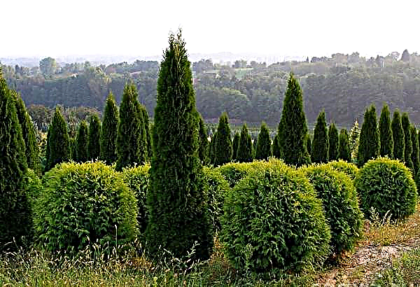 When to plant thuja in the suburbs: in spring or autumn, how to plant and care, how quickly the tree grows