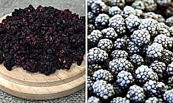 Beshipny early blackberry Helen: main characteristics and description of the variety, photos, reviews