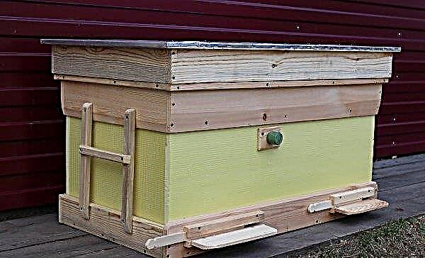 Sběr divokého medu v Rusku: historie řemesel, rozdíl mezi divokými včely od domácích, rysy sběru divokého medu v Rusku