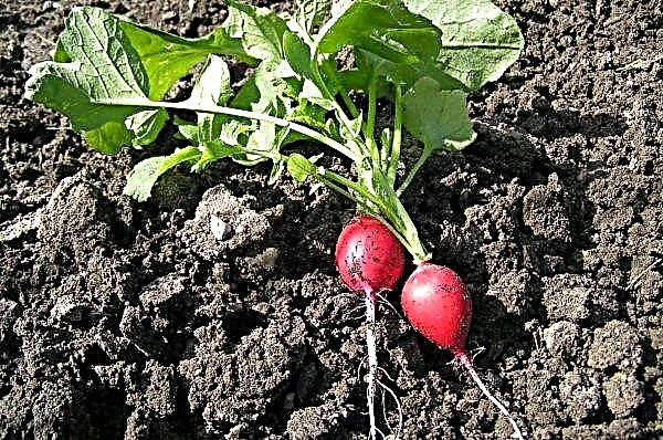 Pests and diseases of radish: how to recognize, methods of treatment and combating them, photo