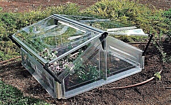 Greenhouse “bread box”: drawings and sizes, how to make it with your own hands and choose a finished one, photo, video