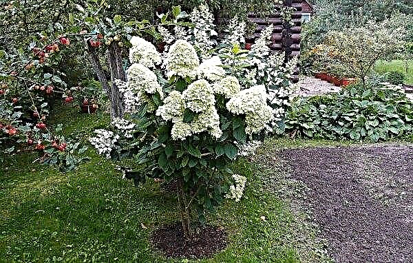 Panicle hydrangea Silver Dollar (Hydrangea paniculata Silver Dollar): صورة ، وصف ، زراعة ورعاية الصنف ، تنمو على جذع