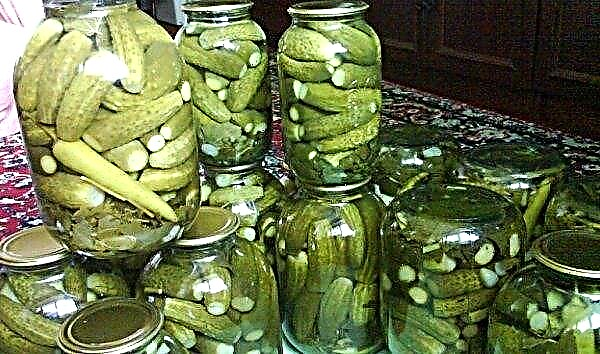 Cucumber Zozulya F1: characteristics and description of the variety, photo, features of cultivation and care, whether it is possible to salt, preserve, pickle