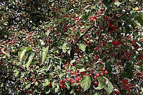 Berry apple tree: description and characteristics of the species, advantages and disadvantages, especially planting and care, photos
