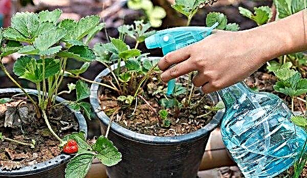 Obrada jagoda: značajke, kako i kada se hraniti, koja gnojiva koristiti, upute za gnojivo