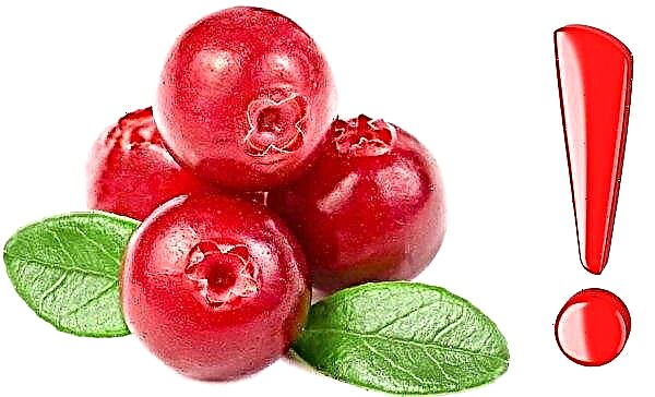 Cranberries durante a gravidez: é possível comer nos estágios inicial e tardio, propriedades úteis e contra-indicações