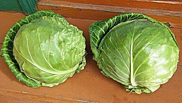 June cabbage: description and characteristics, pros and cons, cultivation and care, photos, reviews