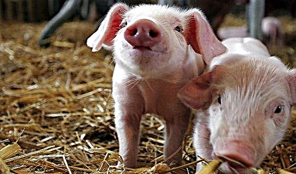 Hranjenje svinja kod kuće: prehrana i norme, što se može hraniti