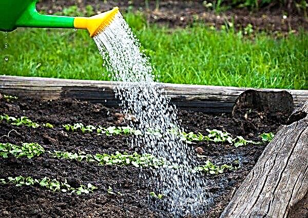 Rábanos fertilizantes: la necesidad de alimentar a los rábanos, mejor fertilizar