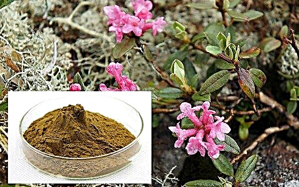 Rhododendron Adams: hasznos tulajdonságok és ellenjavallatok, gyógynövények használata, fénykép
