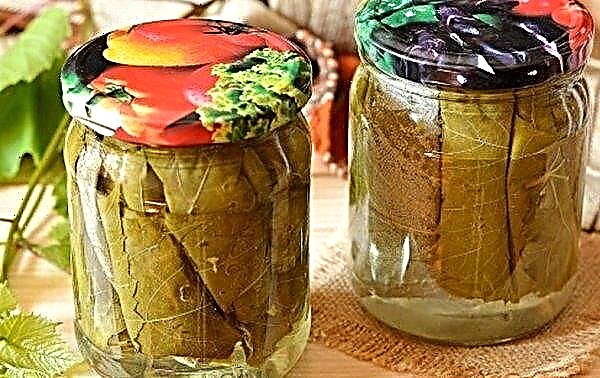 How to pickle grape leaves for the winter: the best recipes, how to use and what you can cook, video