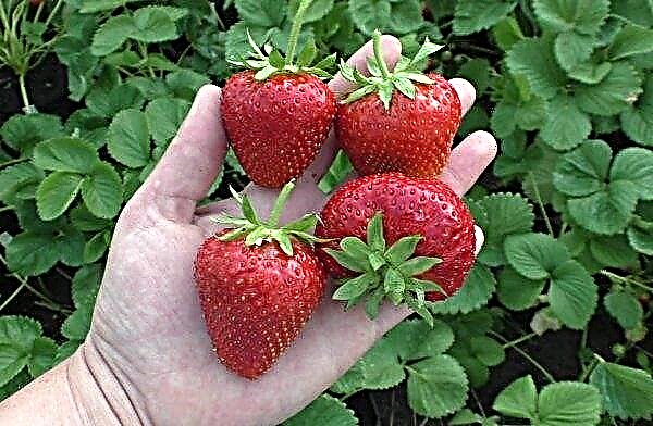 Strawberry Maxim: descrição e características da variedade, cultivo e cuidado agrícola, fotos, comentários