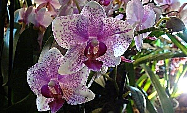 Orkide neden evde çiçek açmaz: ne yapmalı, nasıl uyarılır, video