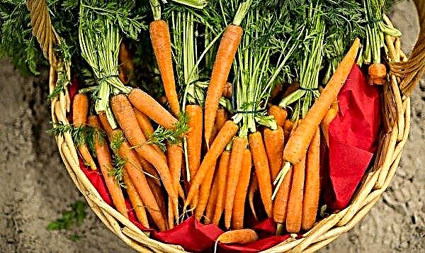 Carrots for a woman’s body: benefits and harms, contraindications, features of use during pregnancy, for mammary glands