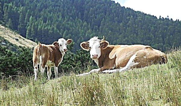 Como escolher uma boa vaca ao comprar: sinais folclóricos, dicas úteis, vídeos