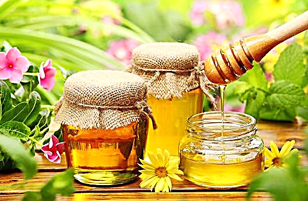 Sweet savior: the benefits of honey in veterinary medicine