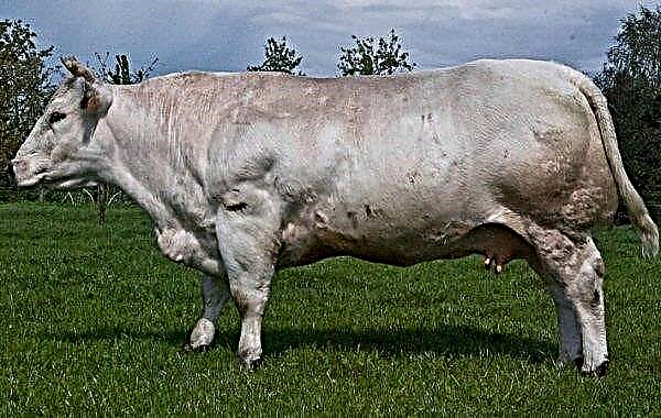 Belgijska modra krava: opis pasme, fotografije, vzdrževanje in nega