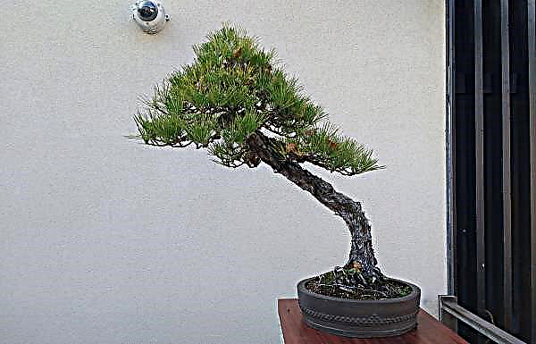Pinheiro japonês: como cultivar uma árvore a partir de sementes em casa, como cultivar uma planta decorativa em casa