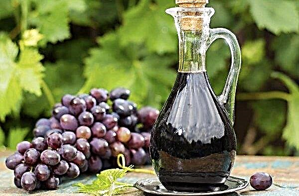 „Isabella“ vynuogės: naudinga ir žalinga žmogaus organizmui, kalorijų kiekis ir sudėtis