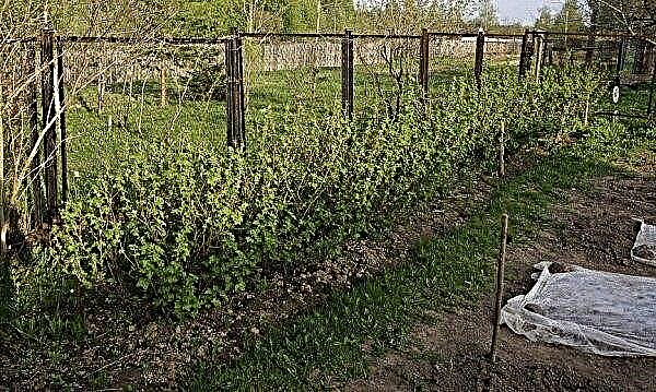 Die Vegetationsperiode bei Stachelbeeren: Wenn die Stachelbeere zu blühen beginnt, der Zeitpunkt der Blüte, von dem sie abhängt