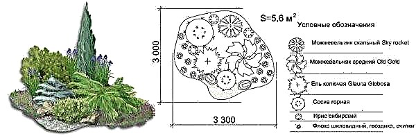 Јунипер даурски (Јуниперус давурица): фотографија и опис сорти, садња и нега, употреба у пејзажном дизајну