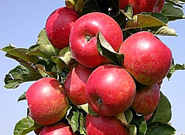 Arbat-pylväs omenapuulajikkeet: ominaisuudet ja ominaisuudet, tärkeimmät erot, viljely- ja hoitoteknologia, valokuva