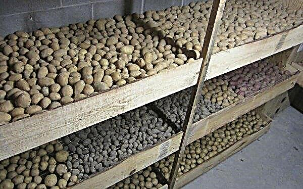 Potato Rodrigo: description and characteristics of the variety, taste, planting and growing characteristics, photo