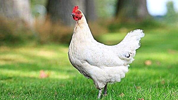 Diseases of the legs in chickens: symptoms and their treatment