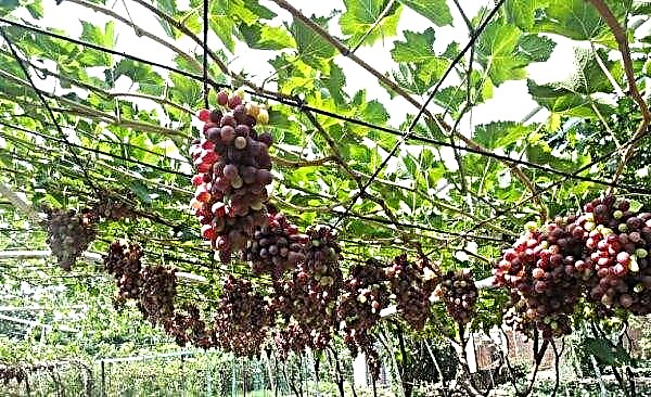 Les meilleurs raisins sans pépins de raisin: description et caractéristiques de la reproduction, photo