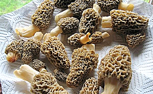 Cogumelos Morel: fotos comestíveis e não comestíveis, onde e quando os cogumelos crescem