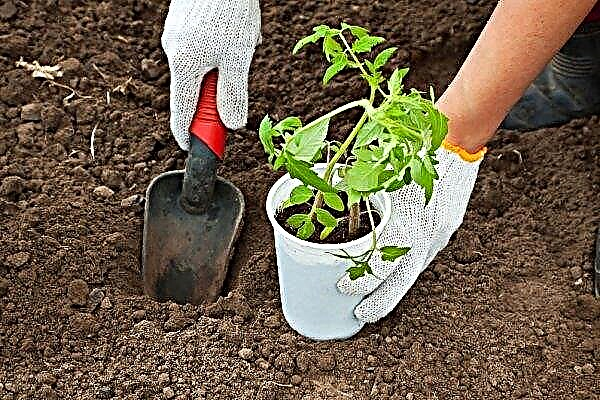 Cuándo y cómo plantar plántulas de tomate correctamente: tecnología de tiempo y siembra, a qué distancia y en qué suelo se debe plantar, video