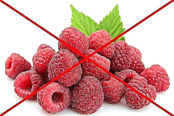 Raspberries for breastfeeding: composition, whether it is possible to use, benefits and harms, contraindications