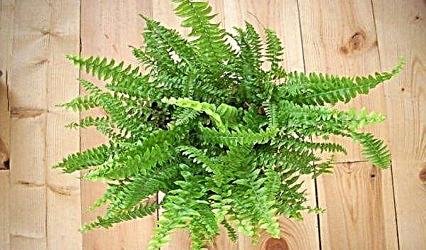 Nephrolepis indoor: home care, species with photos, reproduction, soil, pot, omens