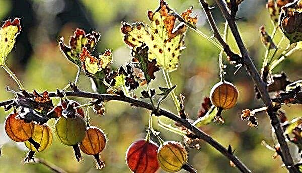 Gooseberry varieties Plum: description, advantages and disadvantages, care, yield, photo