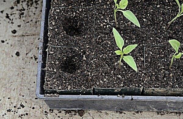 Comment nourrir les semis de poivron: comment le faire à la maison