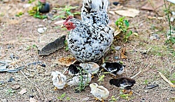 Bentamki chickens (dwarf, decorative): photo and description, keeping and breeding
