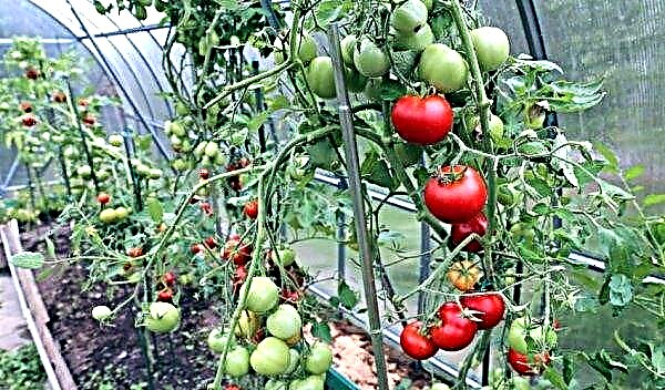 כיצד להתמודד עם הרקב העליון של עגבניות בחממה: שיטות סילוק ומניעה