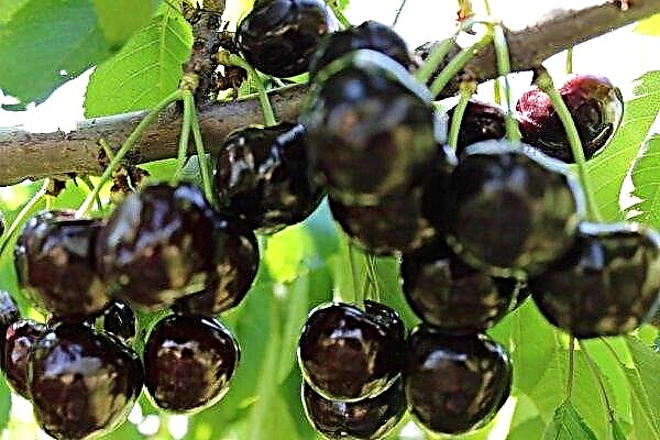 Cherry Valery Chkalov: characteristics and characteristics of the variety, cultivation and care of the plant, photos, reviews
