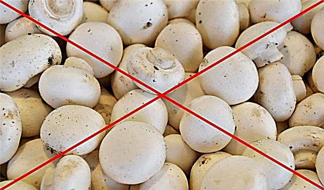 Nutritional value (calorie content), the benefits and harms of champignons for the human body, bju and kcal