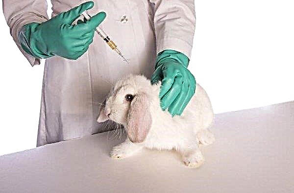 Bélier français de lapin: caractéristiques et description de la race, photos, élevage et reproduction, comment se nourrir, vidéo
