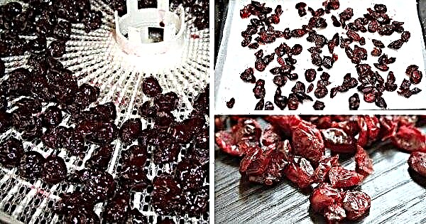 Dried and dried cranberries: useful properties and contraindications for the human body, how to use