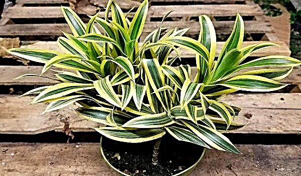 Why dracaena drops leaves: the main reasons, what to do, how to save it