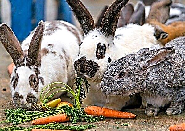 هل من الممكن إعطاء حشائش للأرانب: فوائد ومضار خاصة التغذية